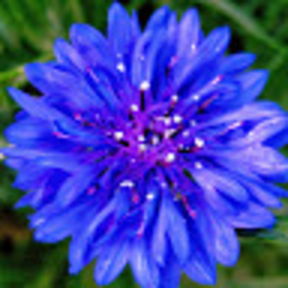 Meet your Posher, Grace - Picture 1 of 1